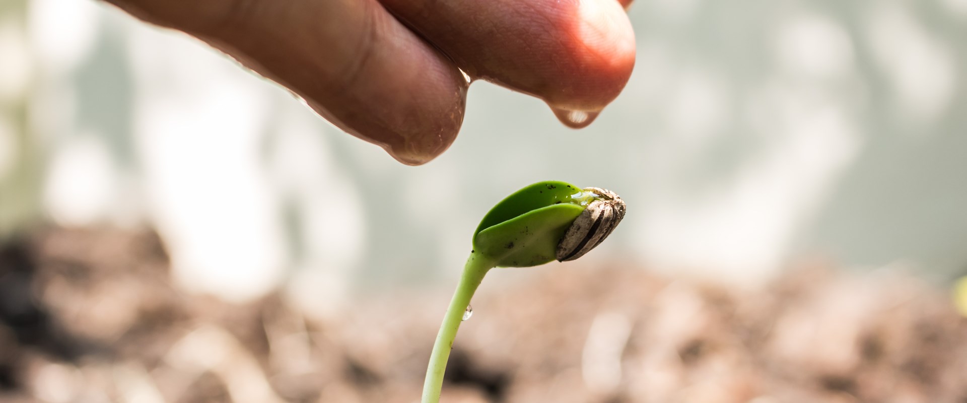 Somebody dripping water by hand on to a seedling